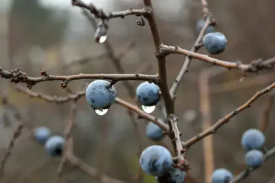 una rama con endrinas, la endrina es una fruta muy rica en antioxidantes