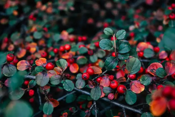la gayuba es una fruta muy usada en infusiones