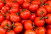 Monton-de-tomates tomates rojos brillantes