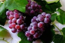 racimos de uvas moradas