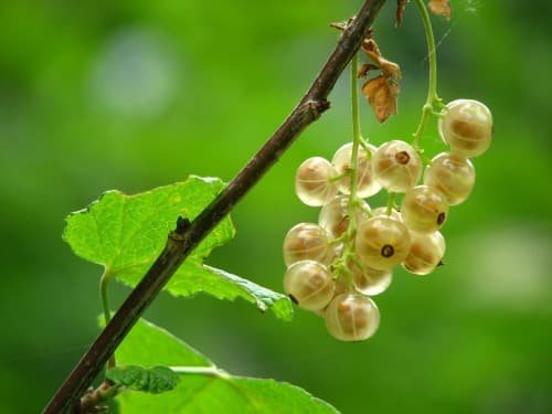 un racimo de grosella blanca o white currant colgando de una rama