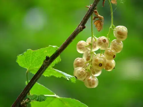 un racimo de grosella blanca o white currant colgando de una rama