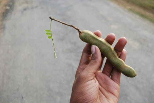 una mano sostiene un tamarindo
