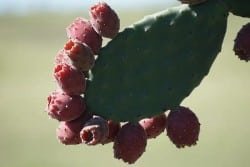 xoconostle una fruta con w deliciosa