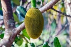 una yaca madura colgando del árbol