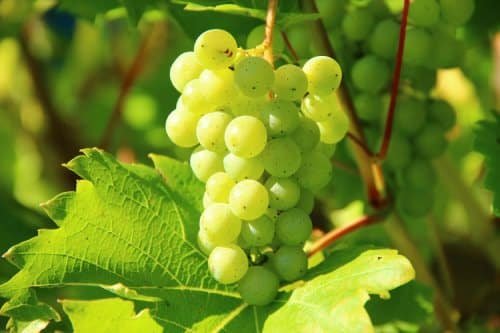 racimo de uvas verdes colgando de una rama