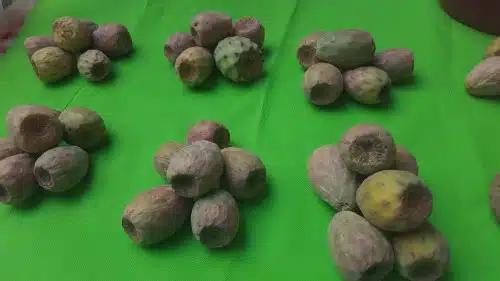 un montón de xoconostle sobre un fondo verde