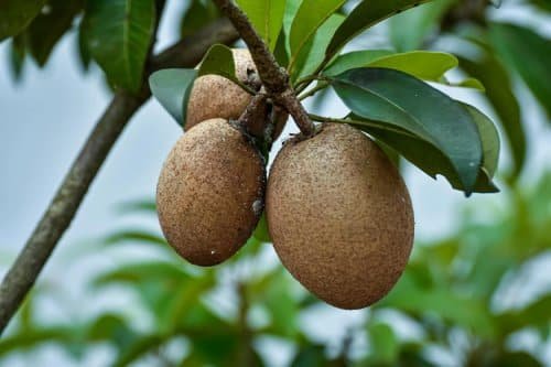 zapote maduro colgando del árbol